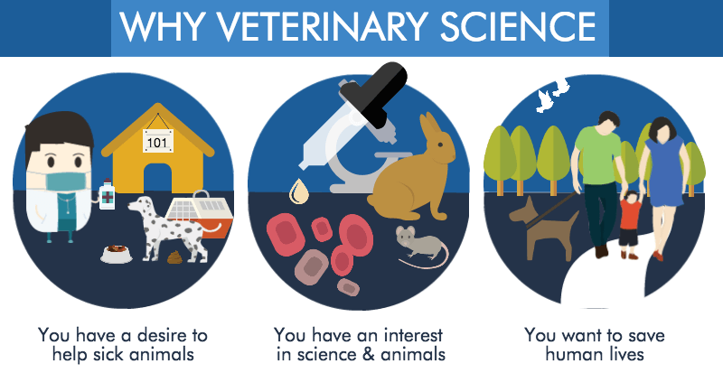 why veterinary service